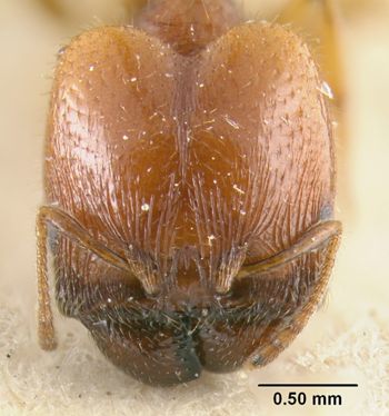 Media type: image;   Entomology 20736 Aspect: head frontal view